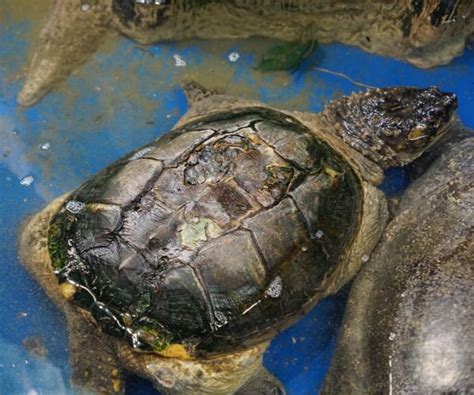 養陸龜禁忌|養龜禁忌，應該注意的6件事 Turtle Care : Avoid ...